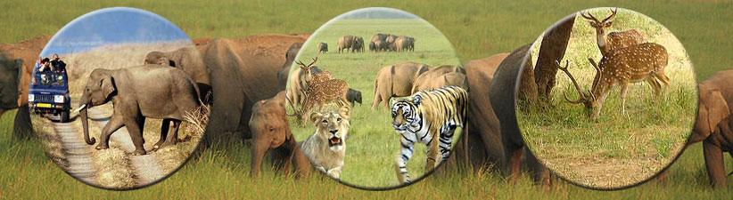 Jim Corbett